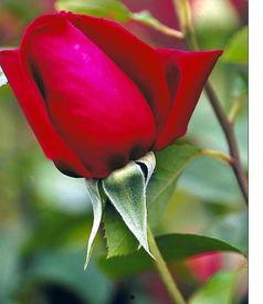 玫瑰盛开时,探寻爱情与美好的瞬间